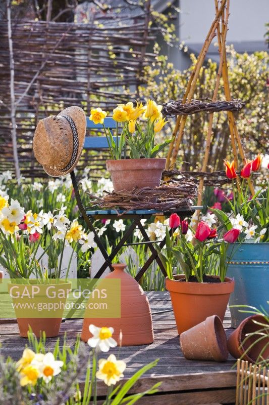 Pots de printemps avec des jonquilles et des tulipes.