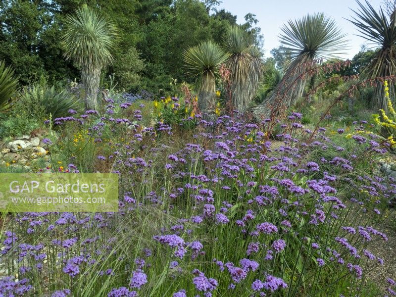 Verbena bonariensis Desert Garden à East Ruston Norfolk