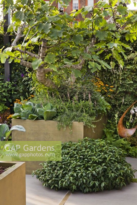 Figuier et grand pot planté de légumes, d'herbes et de fleurs comestibles dans un potager contemporain. Le jardin de la boîte de persil au Chelsea Flower Show 2021