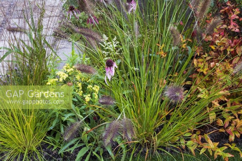 Le jardin M et G. Détail de la plantation devant la zone pavée. Y compris Echinacea pallida, Pennisetum alopecuroides 'Cassian', Sporobolus heterolepis et Solidago x luteus 'Lemore'.