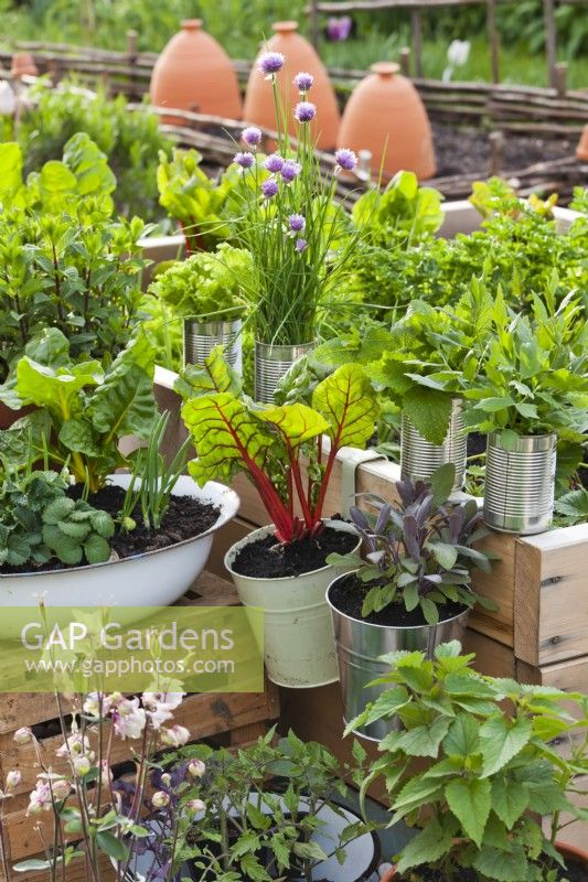 Herbes et légumes poussant dans des pots suspendus et des boîtes de conserve - bette à carde, sauge pourpre, mélisse et livèche.