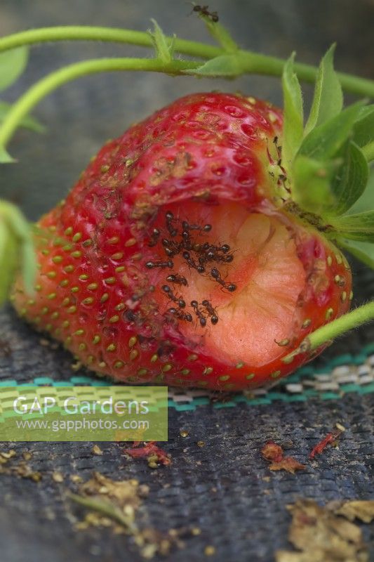 Fourmis - Les espèces Lasius, Myrmica et Formica peuvent endommager une culture de fraises - Fragaria x ananassa
