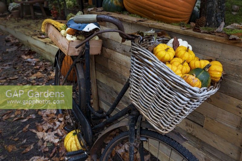 Des courges de formes et de tailles variées débordent d'une sacoche de vélo en vannerie, entourée de feuilles mortes.