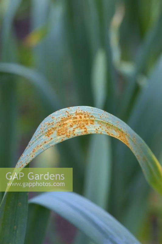 Allium sativum - Ail avec une infection tardive de la rouille