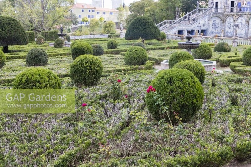 Le jardin formel montrant des haies fort en mauvais état et des boules de fort avec topiaire d'if Lisbonne, Portugal, septembre.