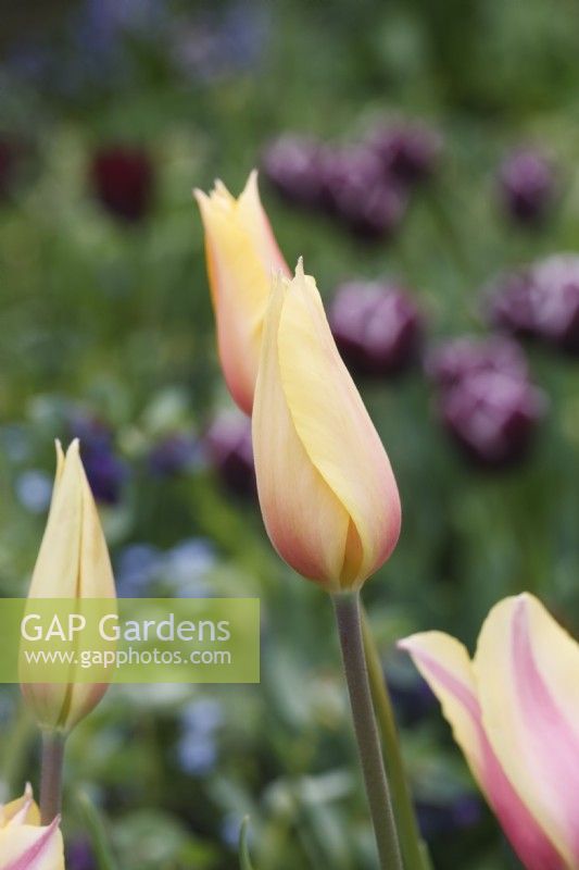 Tulipa 'Blushing Lady' - Tulipes