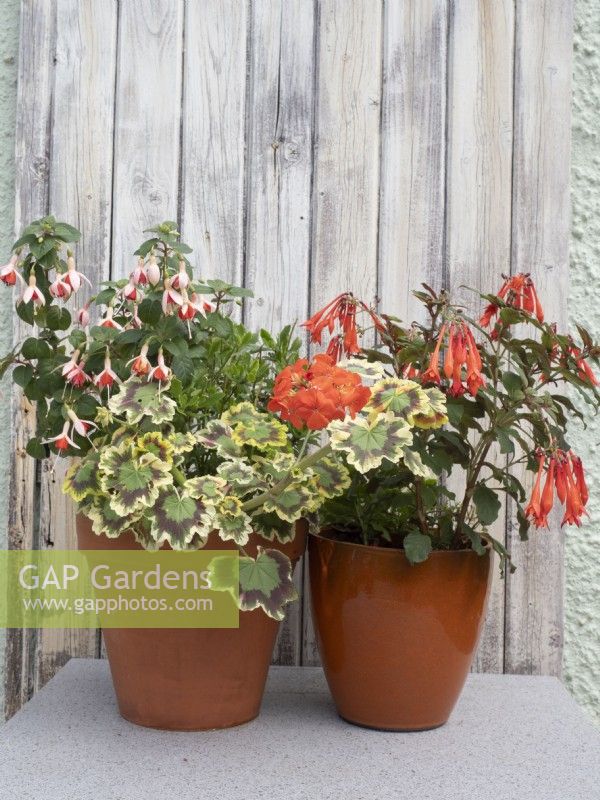 Plantes en pot d'été orange et rouge au Géranium Mrs Pollock, Fuchsia Mandarin Cream et Fuchsia thalia