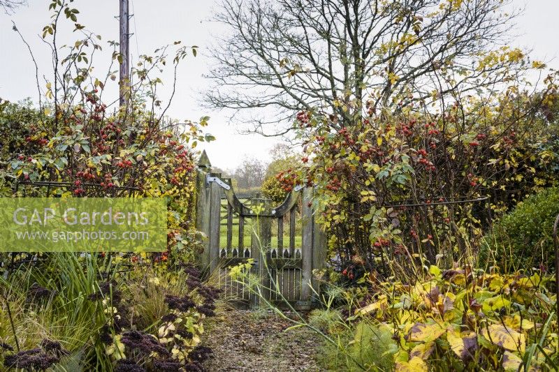 Barrière d'un jardin encadré de roses, de fenouil et de sedums en novembre