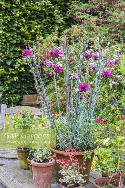 Dianthus 'Chomley Farran' affiché dans un pot en terre cuite sur une table de jardin avec une sélection de pélargoniums