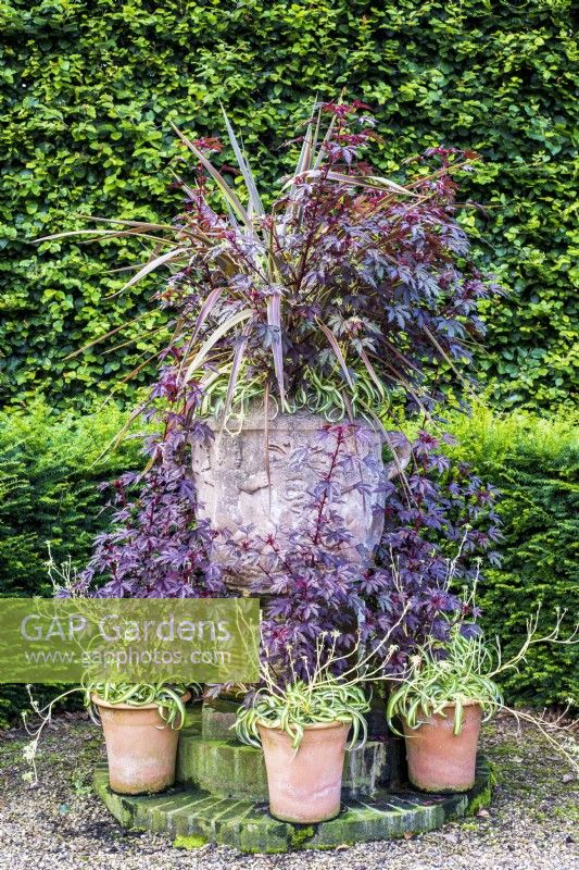 Grande urne décorative en pierre avec cordyline violette, feuillage violet et Chlorophytum comosum entourée de petits pots en terre cuite du même feuillage