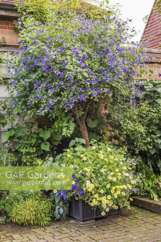 Plantation en pot d'été à thème bleu et jaune avec Solanum rantonnetti standard sous-planté avec des marguerites, des pétunias et des ageratums