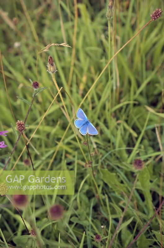 Adonis Blue Butterfly - Polyommatus bellargus sur une flore riche en craie downland