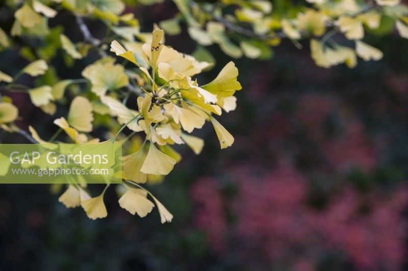 Ginkgo biloba Tremonia - Feuilles d'arbre aux écus en automne