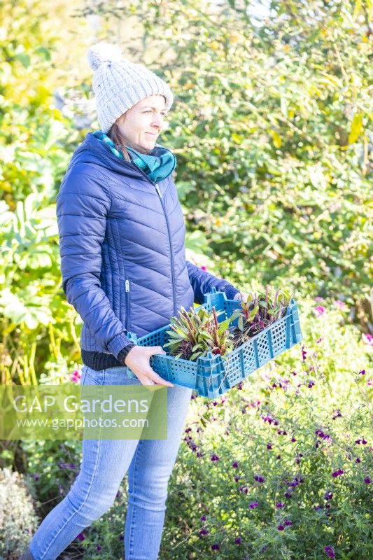 Femme portant un plateau de plantes vivaces séparées