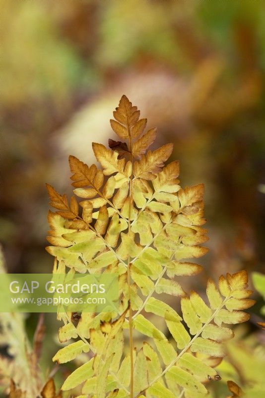 Osmunda regalis - Feuillage de fougère royale en automne