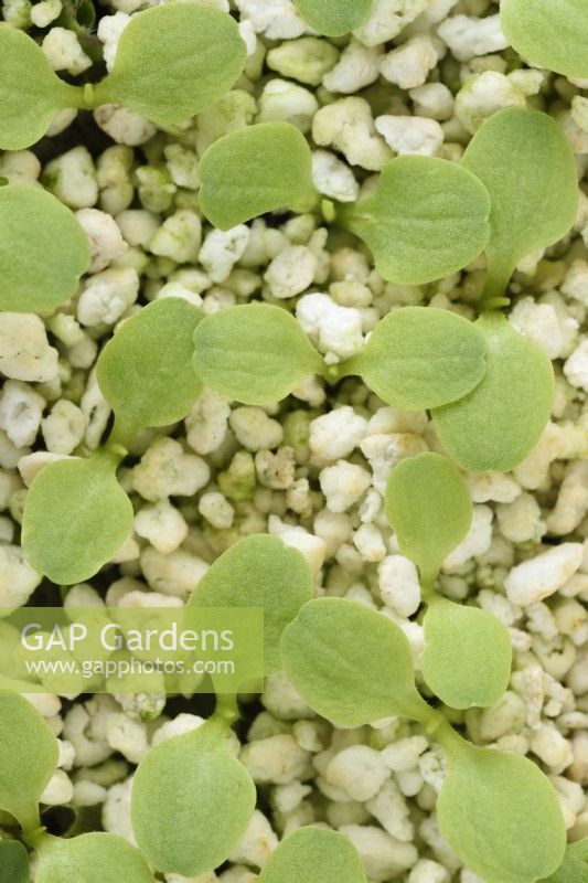 Lactuca sativa 'Little Gem' Cos laitue Les semis émergent à travers la perlite Août