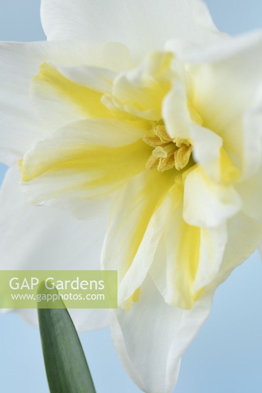 Narcisse 'Lemon Beauty' Jonquille Div. 11b Split-corona Papillon Mai