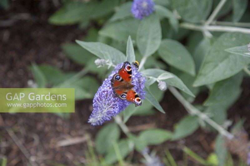 Papillon paon et bourdon syn. Bombus nectar sur Buddleia davidii 'Lilac Moon'. Septembre, été
