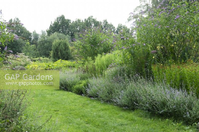 Perovskia Little Spire et pelouse avec herbes mélangées et violet Buddleja.