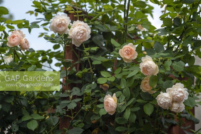 Rosa 'Wollerton Old Hall' - Août