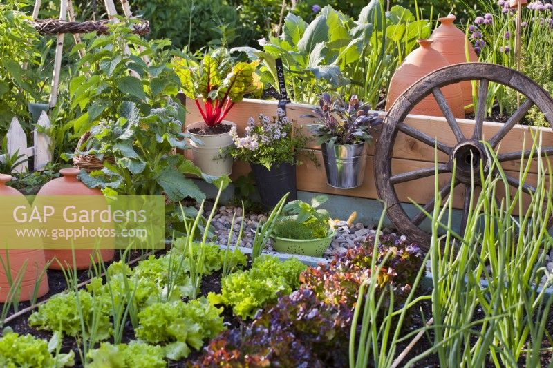 Oignon et laitue en bordure de légumes. Herbes et légumes dans des pots suspendus au bord de la bordure végétale surélevée.