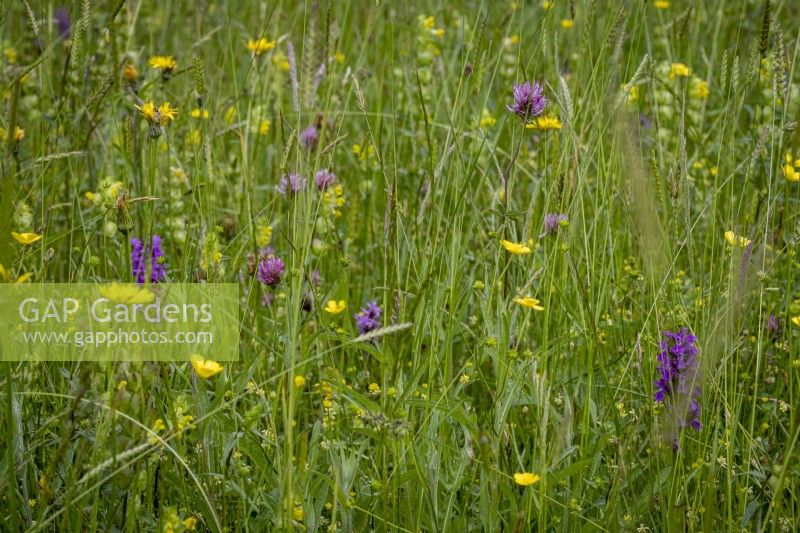 Prairie remplie d'herbes et de fleurs sauvages