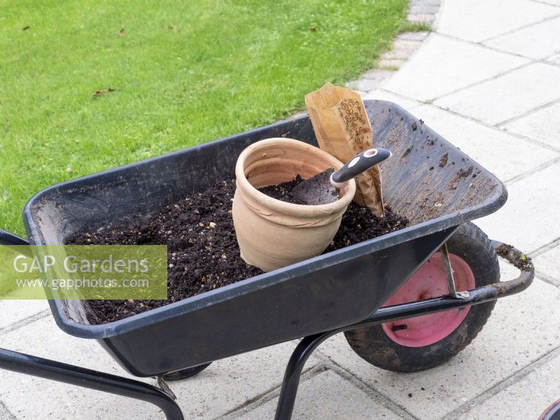 Préparez la floraison printanière en mettant les bulbes dans un pot en terre cuite en automne