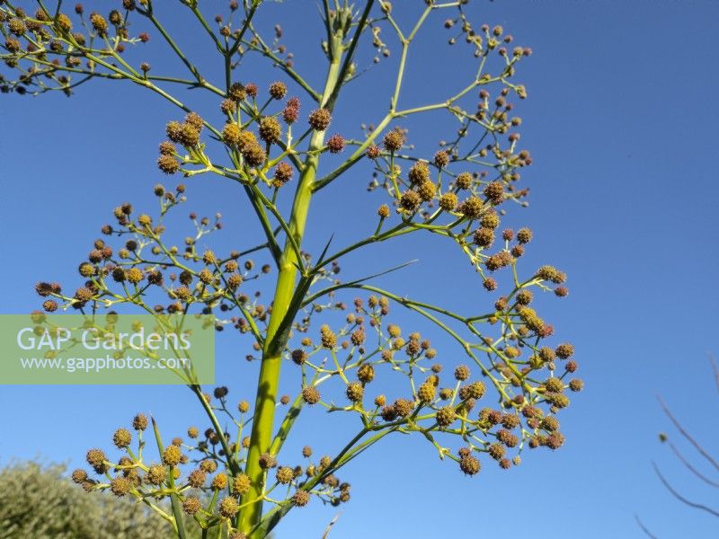 Eryngium pandanifolium capitules en automne