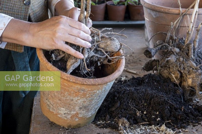 Fendez les tubercules de dahlia et rempotez avant de les planter au début de l'été, en plaçant les dahlias fendus dans des pots individuels en terre cuite.
