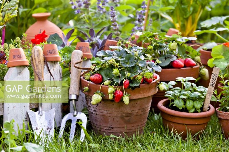 Herbes et fraises en pot.