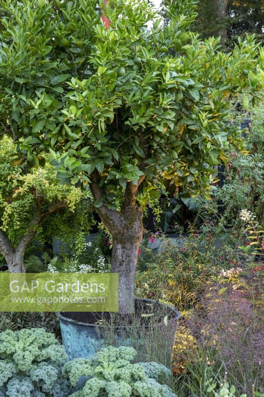 Citrus x sinensis - oranger dans un pot en cuivre entouré de Brassicas, RHS Chelsea Flower Show 2021, RHS Cop 26 Garden