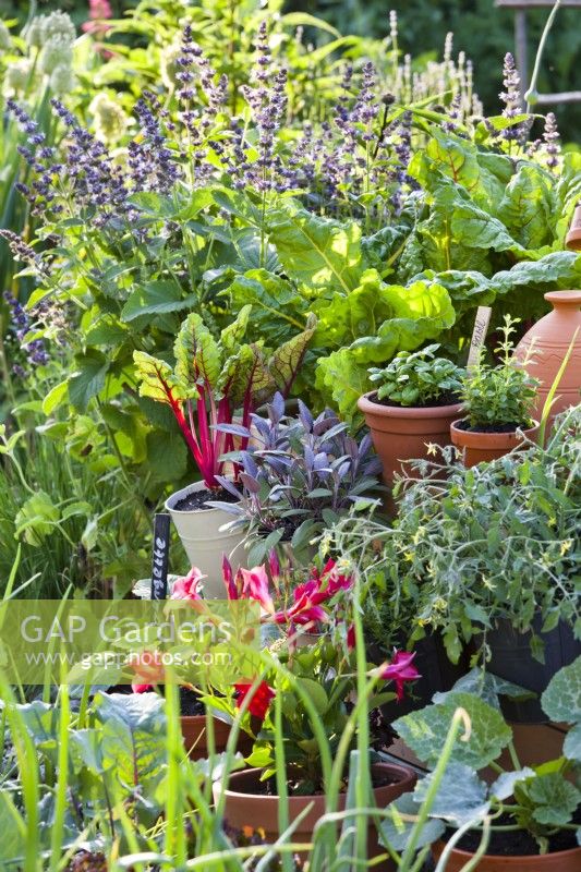 Légumes et fines herbes poussant en pots individuels : courgette, tomate, sauge violette, bette à carde, basilic et origan