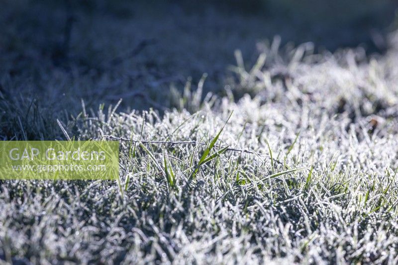 Brins d'herbe givrés sur une pelouse en hiver