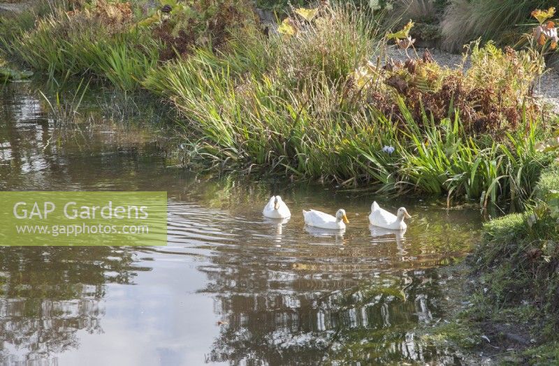Vue sur l'étang de canards blancs élevés à la main, nageant. Nymphée syn. nénuphars. Reflets dans l'eau. Marginaux.