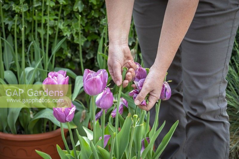Deadheading tulips after they have finished flowering so energy goes into the bulbs