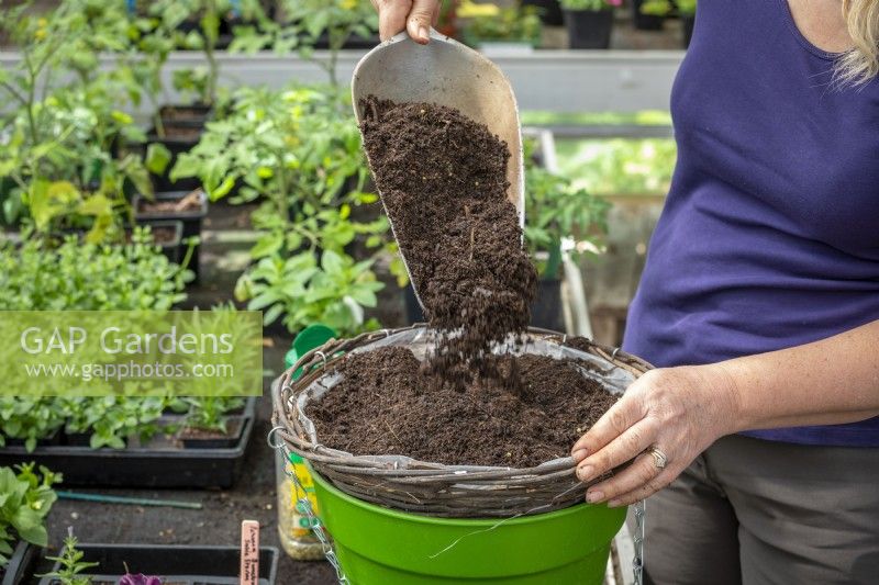 Planter des tomates dans un panier suspendu. Ajout de compost.