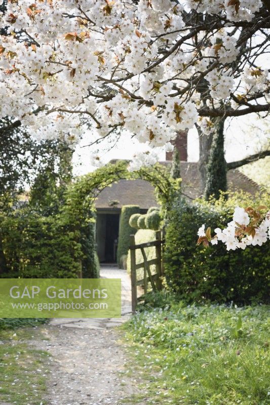 Prunus 'Tai-haku', le grand cerisier blanc, encadre l'entrée du jardin de Balmoral Cottage, Kent en avril.
