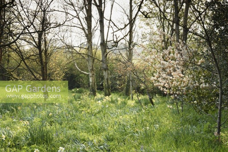 Zone naturaliste avec Amelanchier lamarckii et jonquilles à Balmoral Cottage, Kent en avril