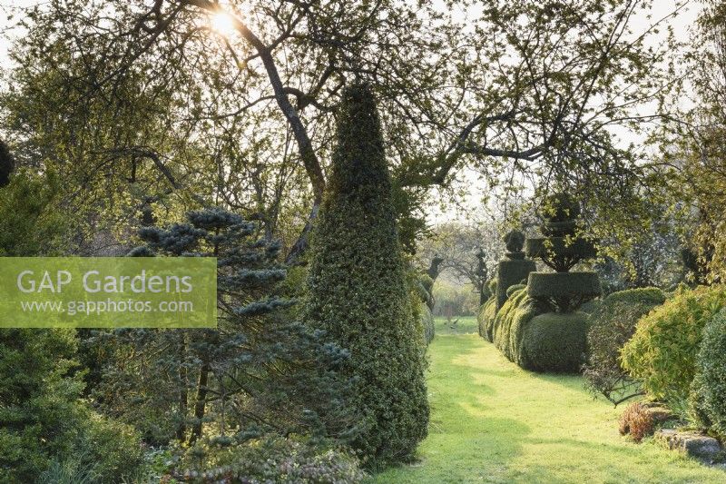 Jardin d'arbustes à feuilles persistantes y compris topiaire en if et fort à Balmoral Cottage, Kent en avril.