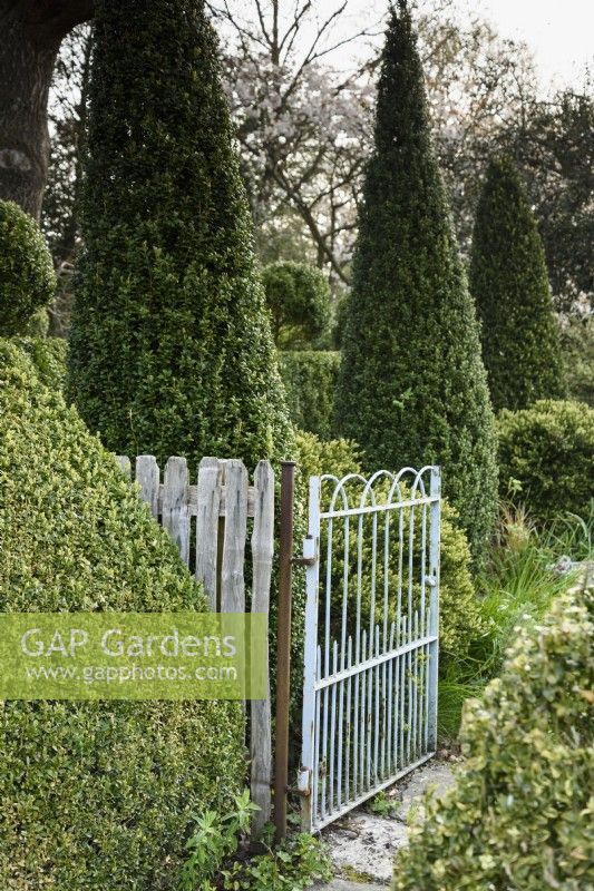 Gate entre les zones du jardin à Balmoral Cottage, Kent en avril encadrée avec clippé fort.