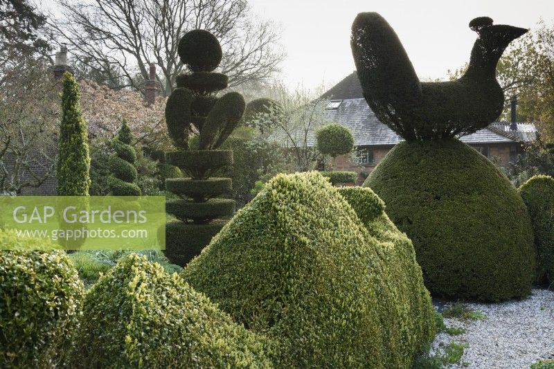 Topiaire d'if et de buis à Balmoral Cottage, Kent en avril créé par Charlotte Molesworth