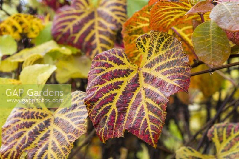 Vitis coignetiae - crimson glory vine. Autumn foliage. November