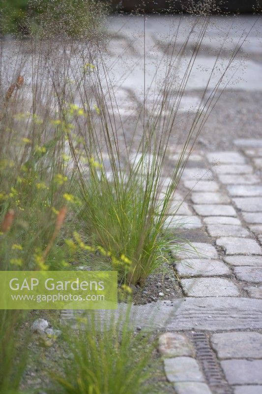 Natural mixed stone path with fine gravel for drainage in between. Sporobolus heterolepis grass.