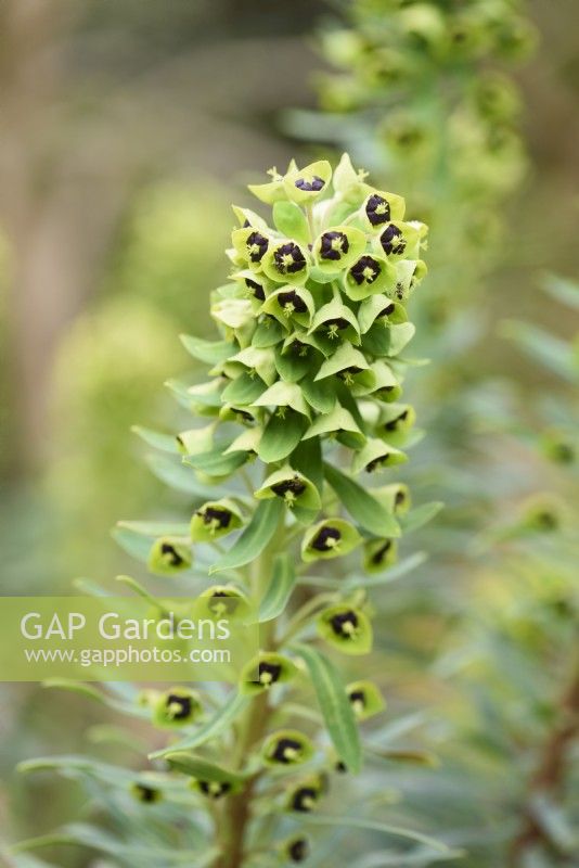 Euphorbia characias 'Black Pearl' en avril