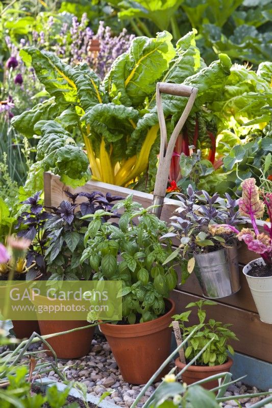 Herbes et légumes en pot, y compris la bette à carde, la sauge violette et le basilic devant la bordure de légumes surélevée.