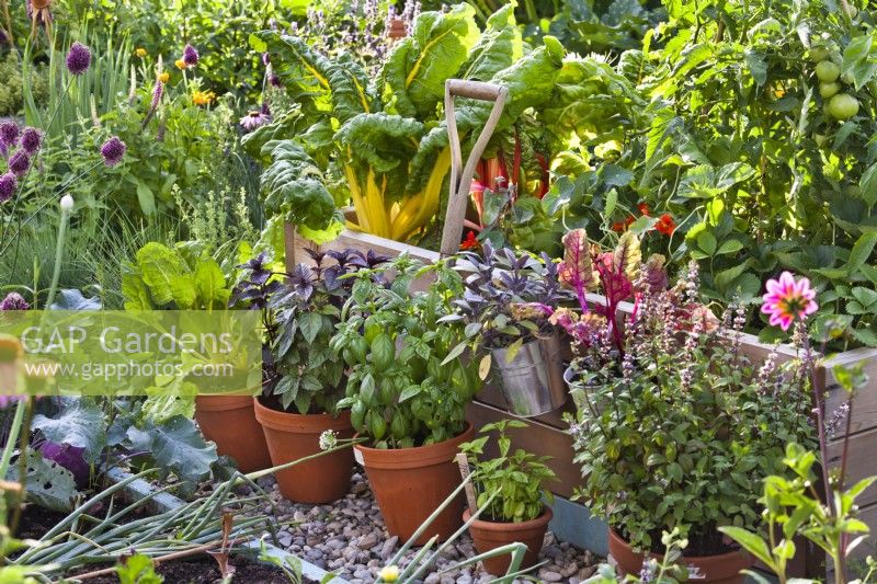 Herbes et légumes en pot, y compris la bette à carde, la sauge violette, la menthe poivrée et le basilic devant la bordure de légumes surélevée.