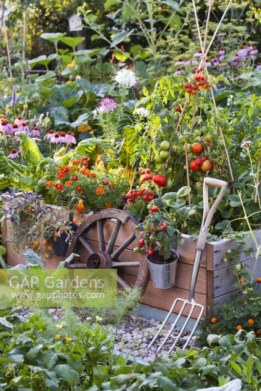 Pots suspendus avec tomates naines, outils et parterre de fleurs surélevé avec bette à carde, Tagetes patula et support de canne à croissance de tomate.