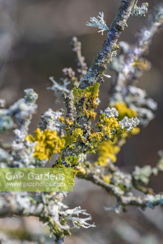 Xanthoria parietina Lichens poussant sur une branche en hiver - janvier
