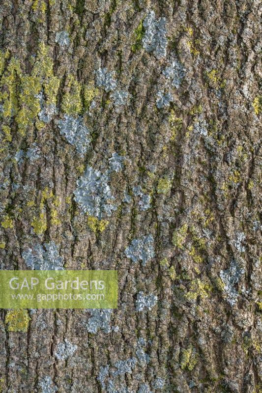 Lichens mixtes dont Xabthoria poussant sur un tronc d'arbre en hiver - janvier