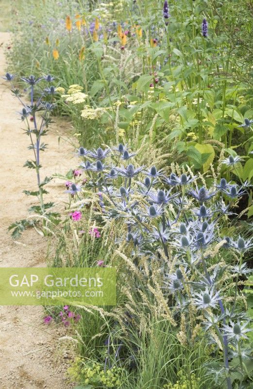 Parterre de fleurs avec Eryngium x zabelii 'Big Blue' dans le jardin Iconic Horticultural Hero. Une prairie vivace résistante au climat. Festival des fleurs de Hampton Court 2021
